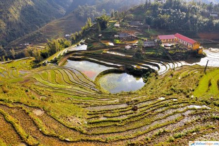 campos-arroz-sapa